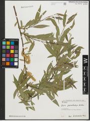 Foto von Salix pycnostachya Andersson